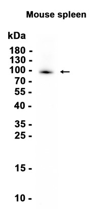 AGO4 Recombinant antibody
