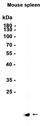 Cyclophilin A Recombinant antibody