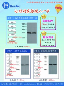抗体高效反应液&百元京东卡活动