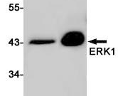 ERK1 Recombinant antibody