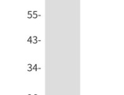 HMG4 Recombinant antibody