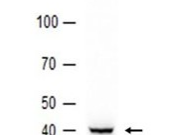 CAB39 Recombinant antibody