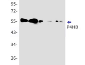 P4HB Recombinant antibody