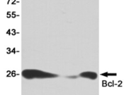 Bcl2 Recombinant antibody