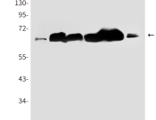 DLAT Recombinant antibody