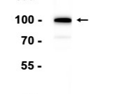 LGR5?Recombinant antibody
