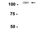 JAK3?Recombinant antibody