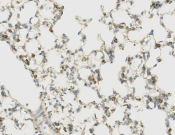 Calnexin Recombinant antibody