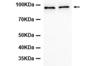 Calnexin Recombinant antibody