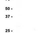 Acetyl-Histone H3 (Lys27) Recombinant antibody