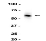 Osteopontin Recombinant antibody