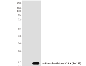 Phospho-Histone H2A.X (Ser139) Recombinant antibody