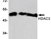 HDAC3 Recombinant antibody