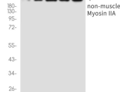 MYH9 Recombinant antibody