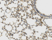 CD107b?Recombinant antibody