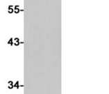 CD107b?Recombinant antibody
