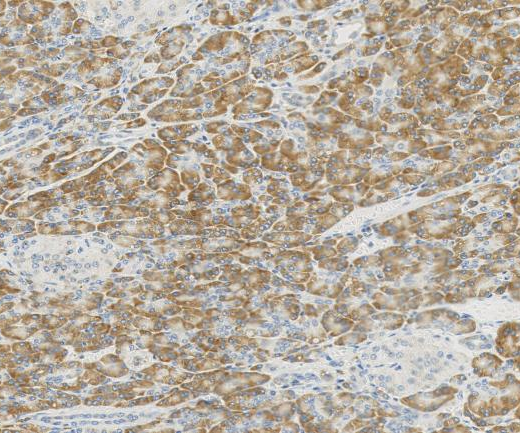 CISD2?Recombinant antibody