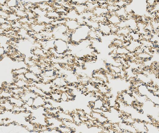 CKB-Specific?Recombinant antibody