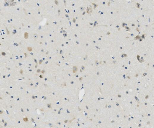 CNOT4?Recombinant antibody