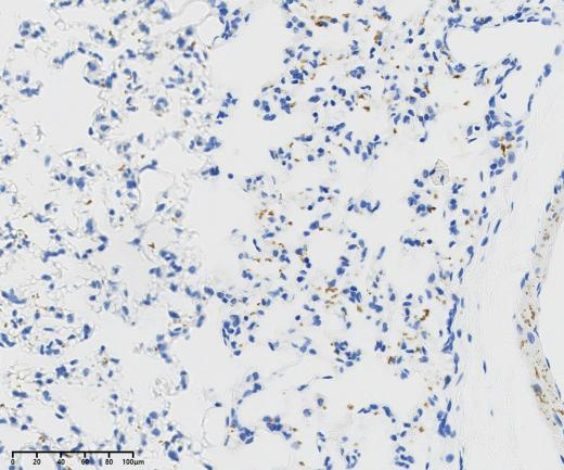 Connexin 43?Recombinant antibody