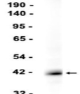 Connexin 43?Recombinant antibody