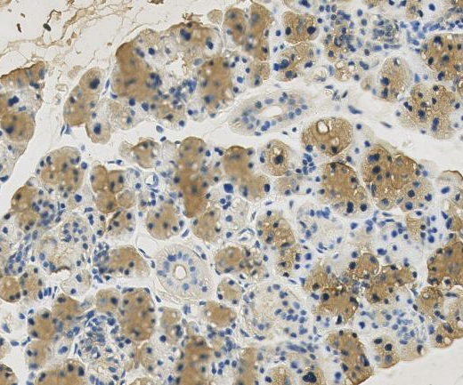 COPS3?Recombinant antibody