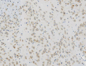 COPA?Recombinant antibody