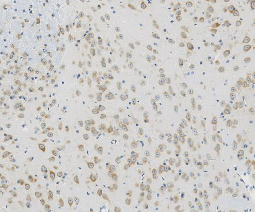 COPA?Recombinant antibody