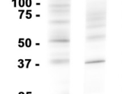 COPA?Recombinant antibody