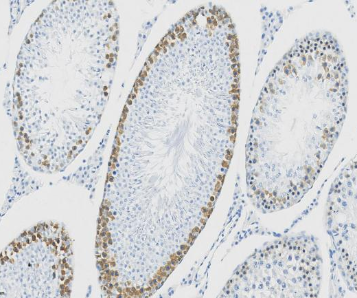 DAZL?Recombinant antibody