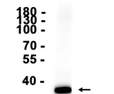 DAZL?Recombinant antibody