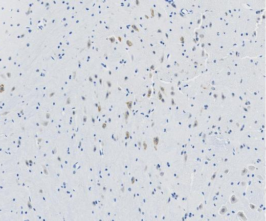 EOMES?Recombinant antibody