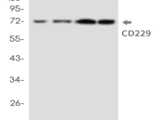 CD229 Recombinant antibody
