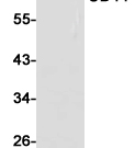 CD44?Recombinant antibody