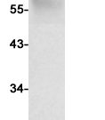 CD55 Recombinant antibody
