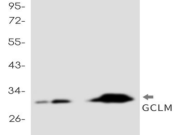 GCLM?Recombinant antibody