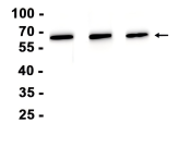 HDAC1?Recombinant antibody