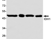 IDH1?Recombinant antibody