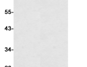 IFT88?Recombinant antibody