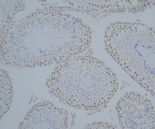 INTS4?Recombinant antibody