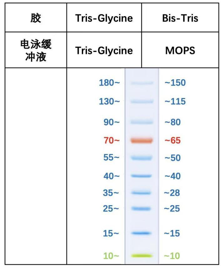 蛋白質(zhì)常規(guī)分子量標(biāo)記(10-180kDa)