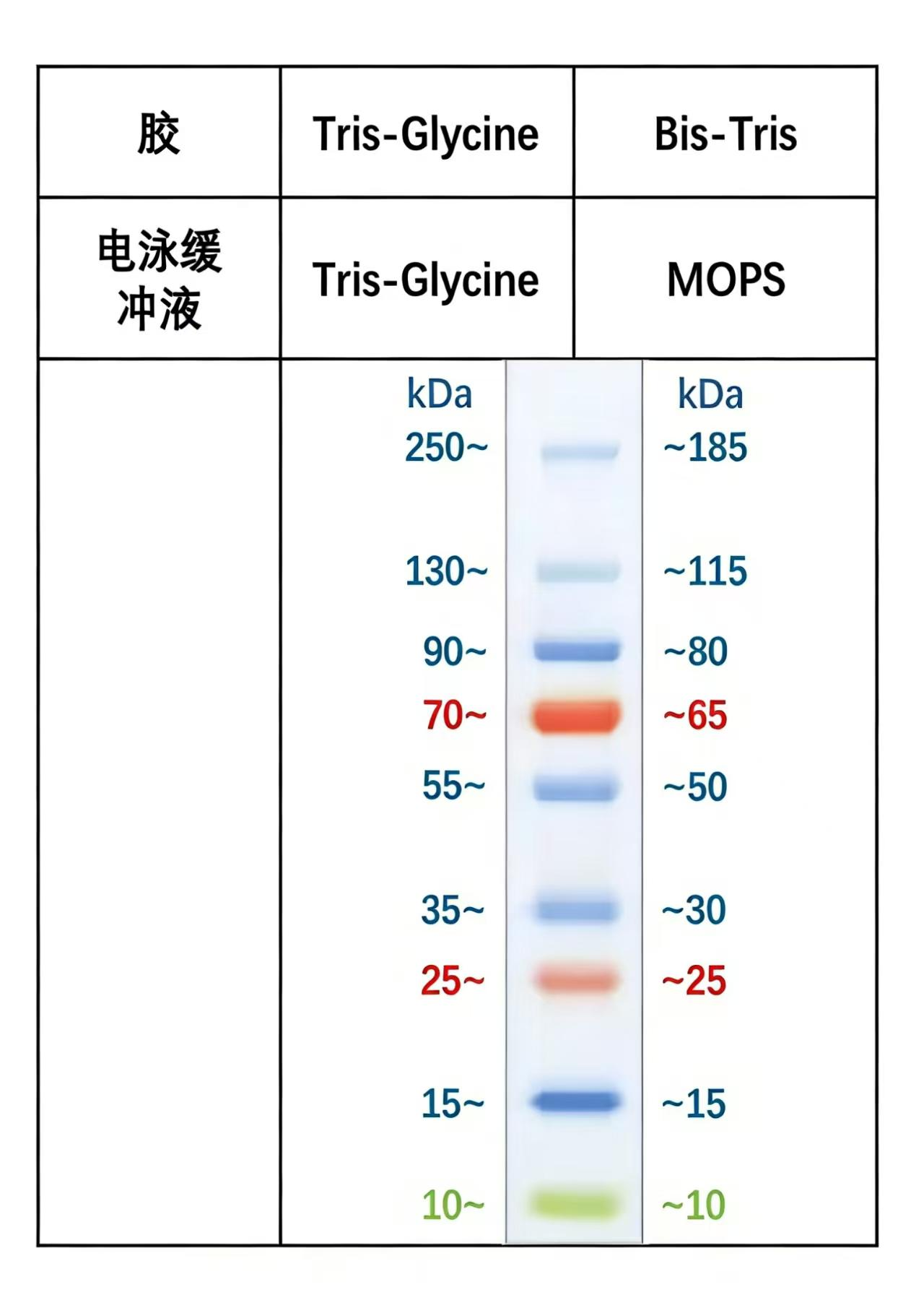 寬分子量預(yù)染蛋白質(zhì)標(biāo)記（10-250 kDa)