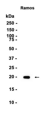 ISG20?Recombinant antibody