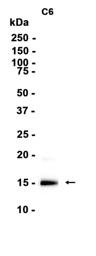 Acetyl-Histone H2A (Lys5 ) Recombinant antibody