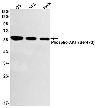 Phospho-AKT1 (Ser473) Recombinant antibody