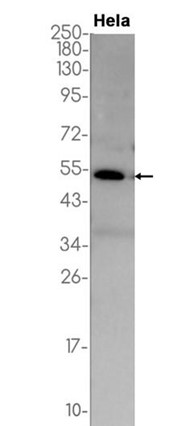LOX?Recombinant antibody