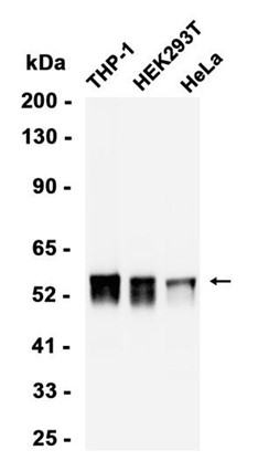 TRAF2?Recombinant antibody