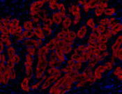 GPX4 Monoclonal antibody