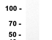 GPX4 Monoclonal antibody