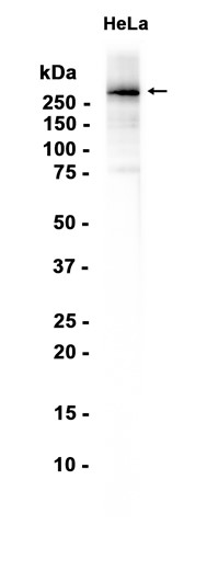 TLN1?Recombinant antibody